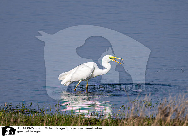 great white egret / MBS-24662