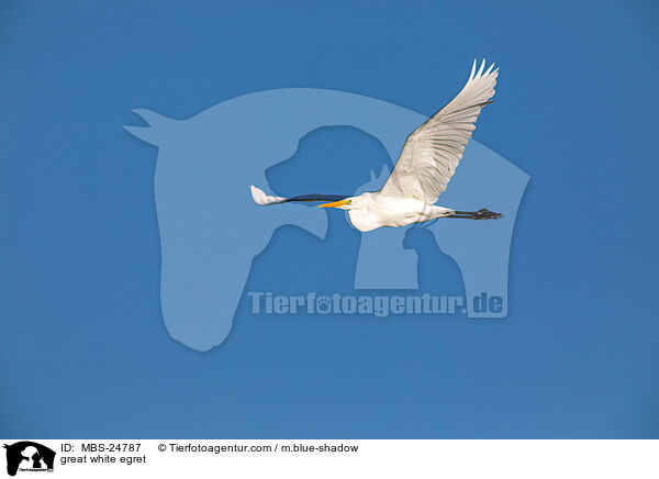 great white egret / MBS-24787