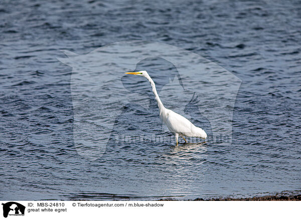 great white egret / MBS-24810