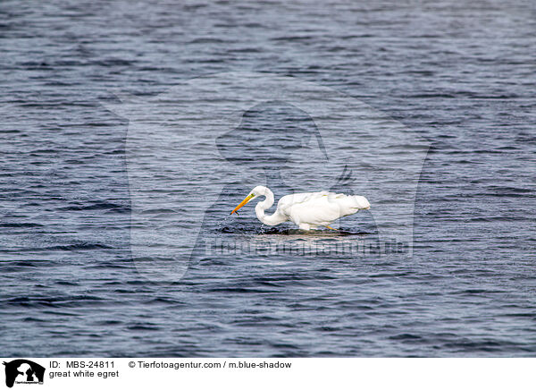 great white egret / MBS-24811
