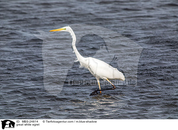 great white egret / MBS-24814