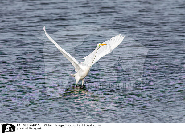 great white egret / MBS-24815