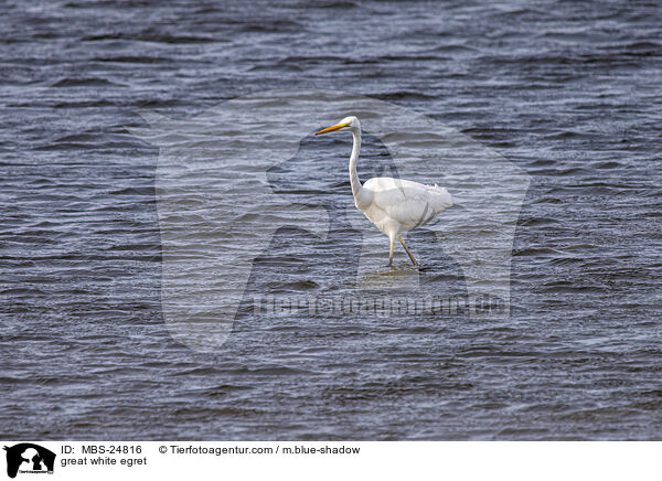 great white egret / MBS-24816