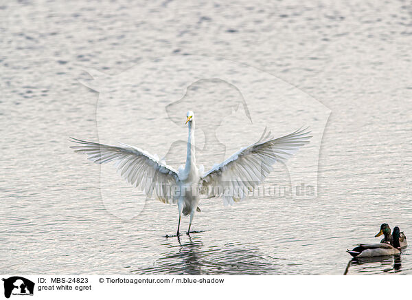 great white egret / MBS-24823