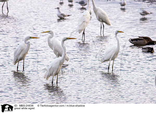 great white egret / MBS-24836
