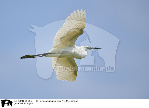 great white egret / DMS-09685