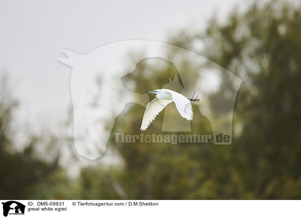 great white egret / DMS-09931