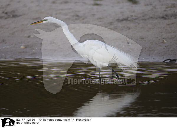great white egret / FF-12756