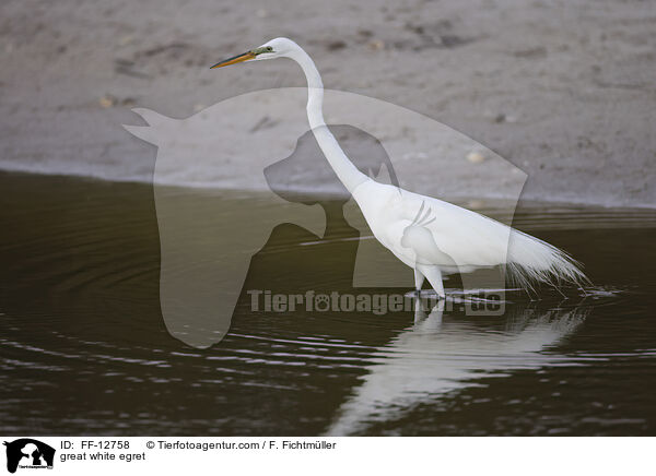 great white egret / FF-12758