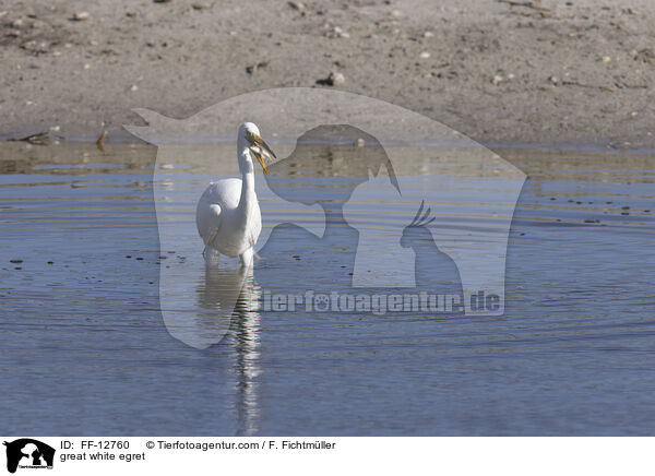 great white egret / FF-12760