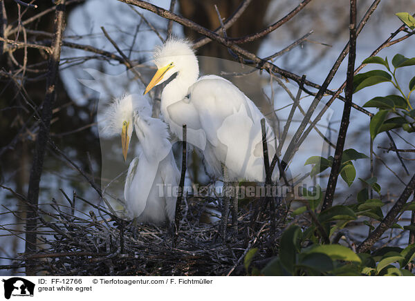 great white egret / FF-12766