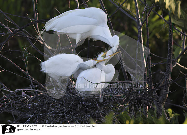 great white egret / FF-12772