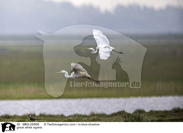 great white egrets / MBS-26866
