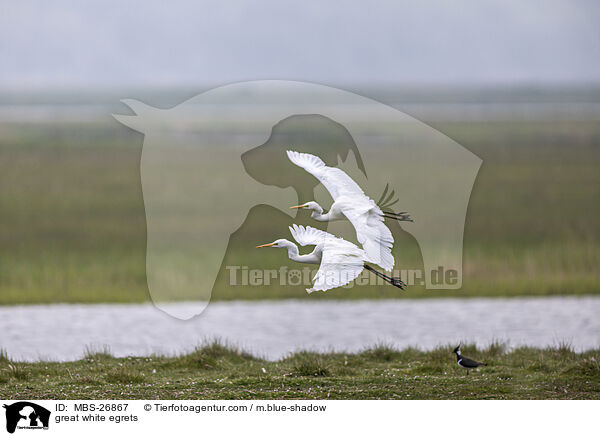 great white egrets / MBS-26867