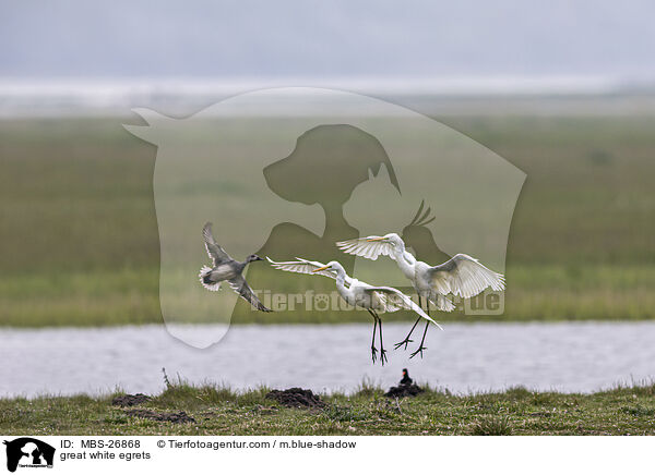 great white egrets / MBS-26868