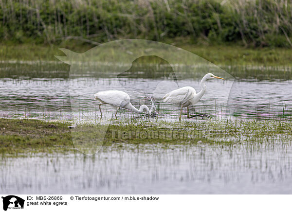 great white egrets / MBS-26869