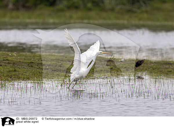 great white egret / MBS-26872