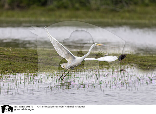 great white egret / MBS-26873
