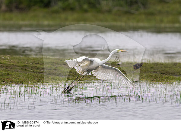 great white egret / MBS-26874