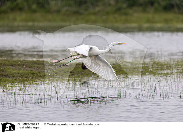 great white egret / MBS-26877