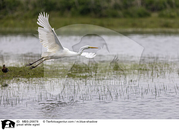 great white egret / MBS-26878