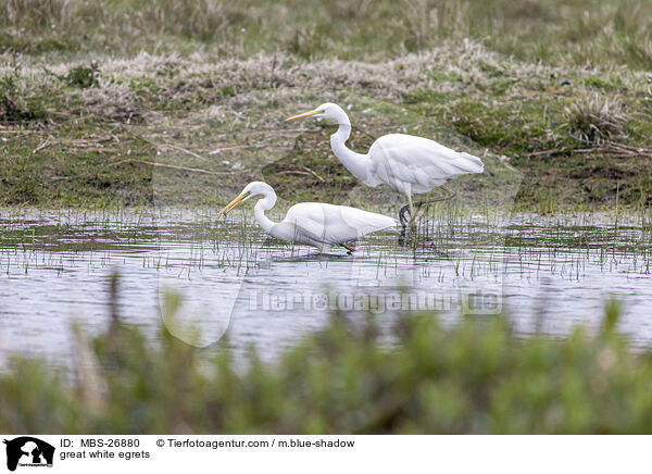 great white egrets / MBS-26880