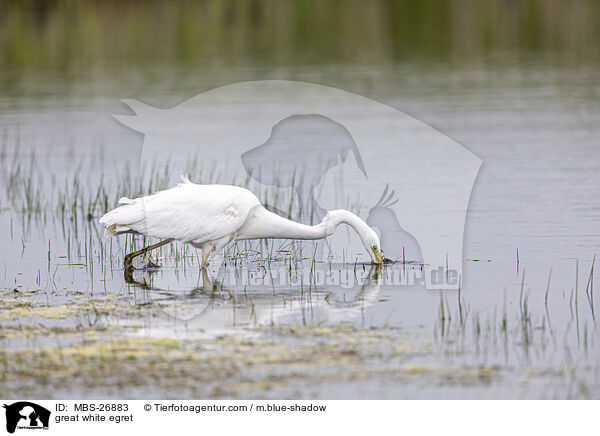 great white egret / MBS-26883