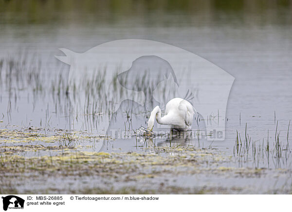 great white egret / MBS-26885