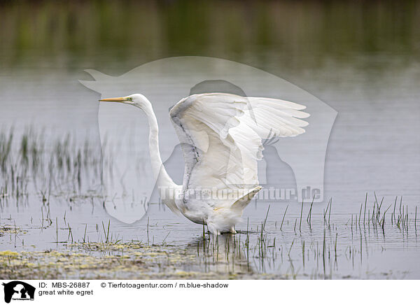 great white egret / MBS-26887