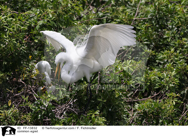 common egret / FF-13832