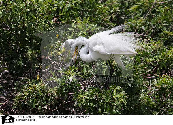 Silberreiher / common egret / FF-13833