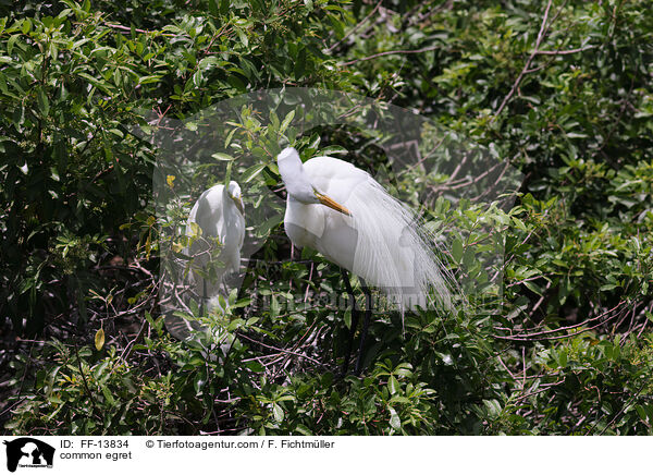 common egret / FF-13834