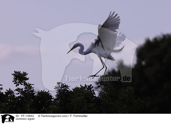 common egret / FF-13842