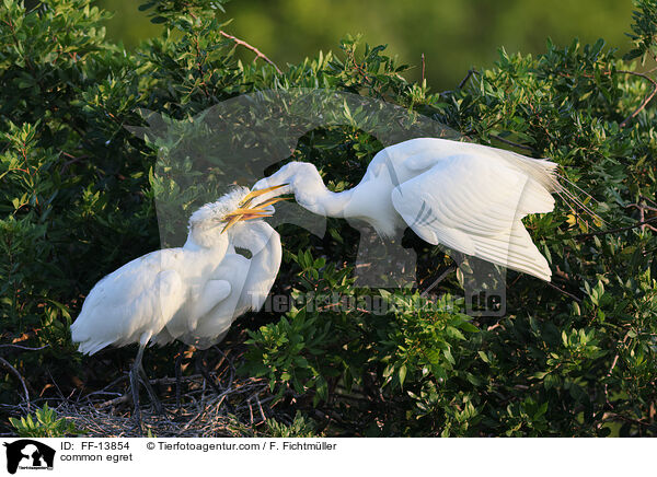 common egret / FF-13854