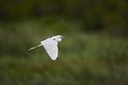 great white egret