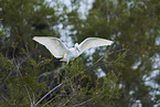 great white egret