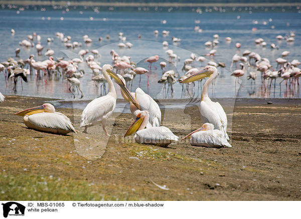 white pelican / MBS-01065