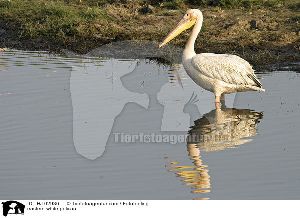 eastern white pelican / HJ-02936