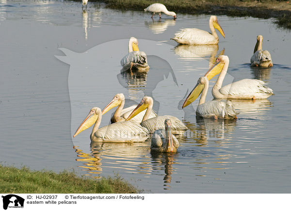 eastern white pelicans / HJ-02937
