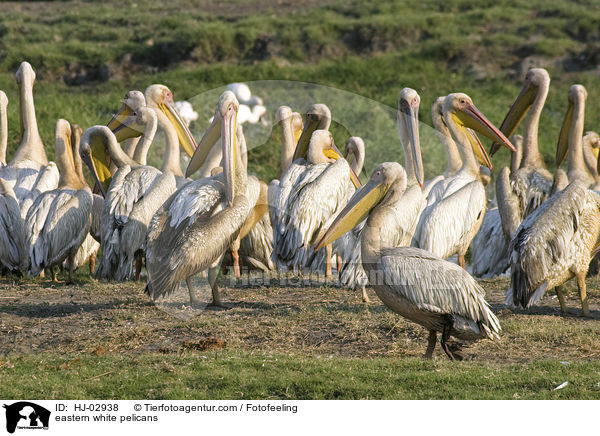 eastern white pelicans / HJ-02938
