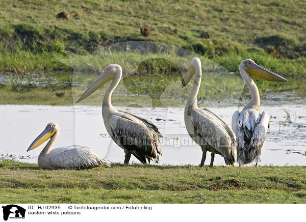 eastern white pelicans / HJ-02939