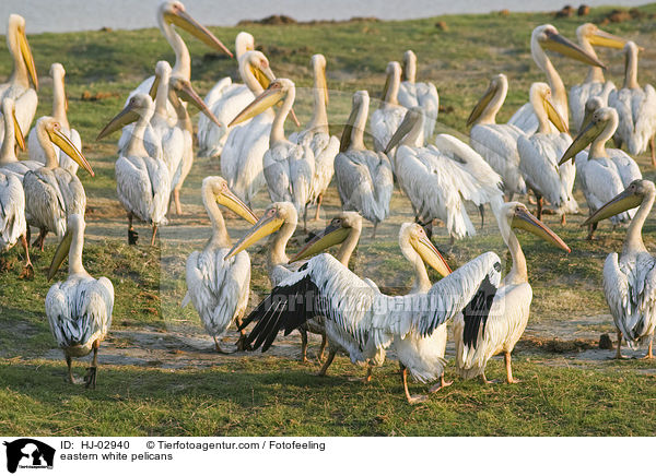 eastern white pelicans / HJ-02940