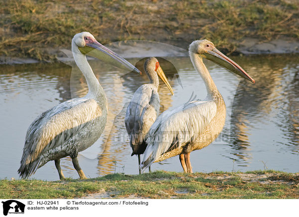 eastern white pelicans / HJ-02941