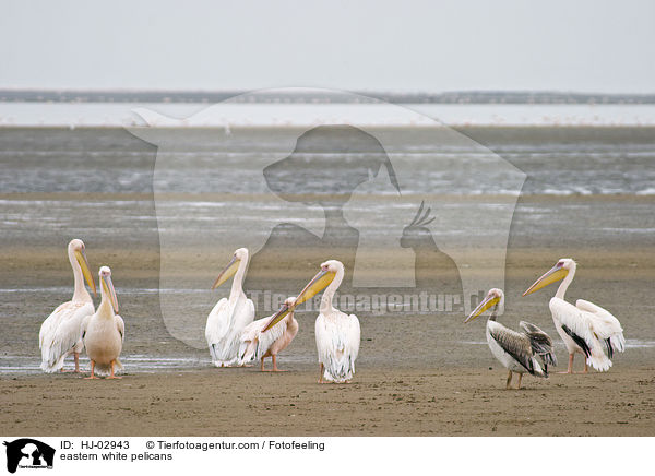 eastern white pelicans / HJ-02943