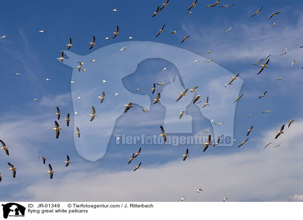 flying great white pelicans / JR-01349