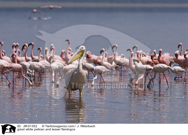 great white pelican and lesser flamingos / JR-01352