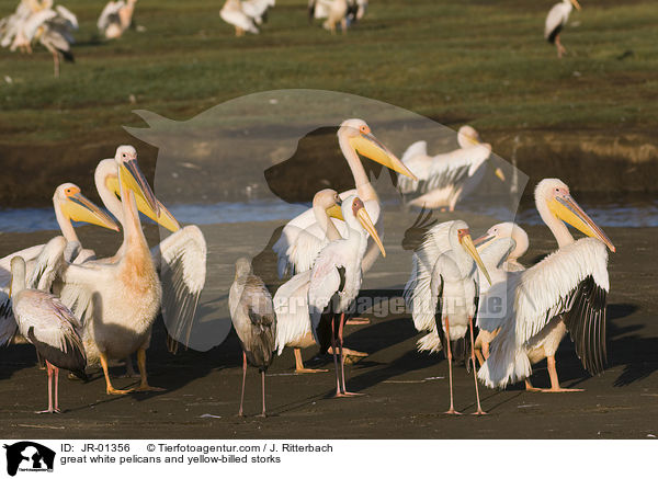 great white pelicans and yellow-billed storks / JR-01356