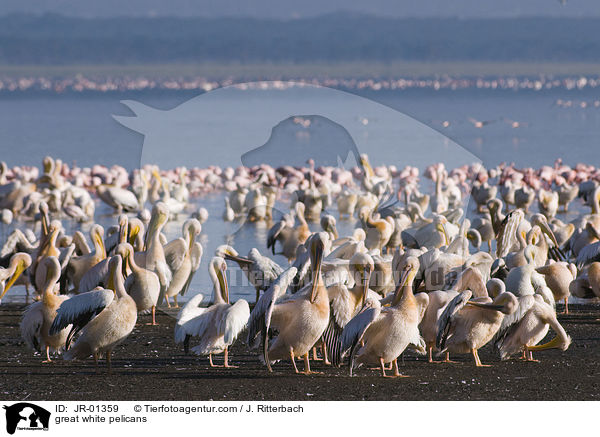 great white pelicans / JR-01359