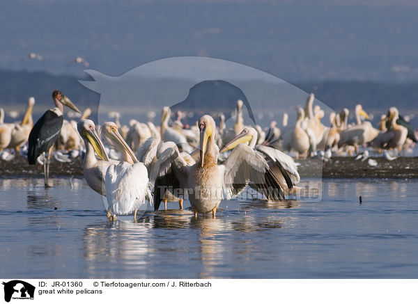 great white pelicans / JR-01360