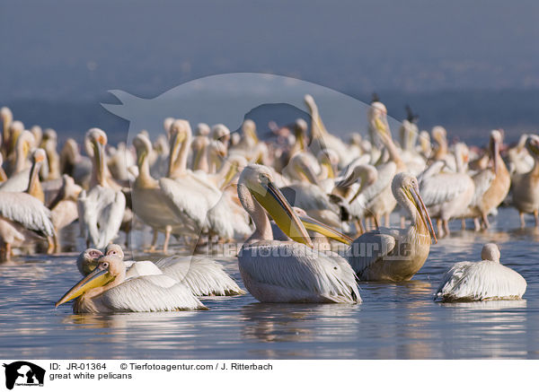 great white pelicans / JR-01364